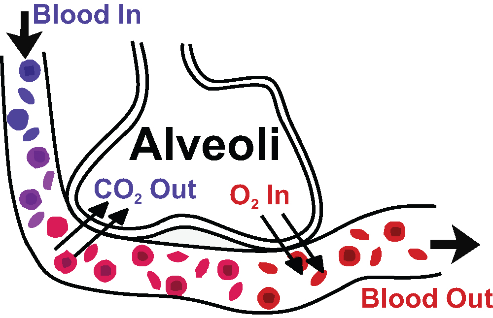 This is a diagram of gas exchange in the lungs. It shows the aveoli removing carbon dioxide from the blood and then adding oxygen to the blood.