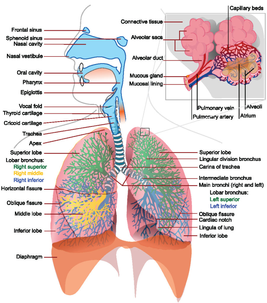 This is a schematic drawing of the entire respiratory tract, include inner details such as the aveoli. It illustrates the respiratory tract as a complex, connected system where resistance in any part of it can cause problems.