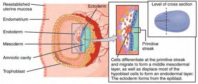 This is a diagram of the formation of the three primary germ layers—ectoderm, mesoderm, and endoderm—that occurs during the first two weeks of development. The embryo at this stage is only a few millimeters in length.