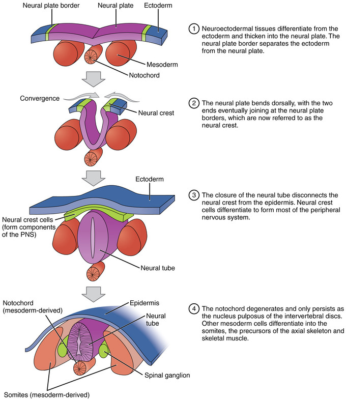 This is a series of illustrations of transverse sections that show the progression of the neural plate into the neural tube. The first illustration shows the neural plate as flat, laying atop the mesoderm and notochord. The second shows the neural plate bending down, with the tow tends joining at the neural plate borders, which are now referred to as the neural crest. The third shows the closure of the neural tube and how this disconnects the neural crest from the epidermis. The neural crest cells differentiate to form most of the peripheral nervous system. Finally, the notochord degenerates and other mesoderm cells differentiate into the somites.