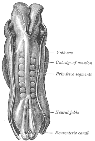This is drawing of a dorsal view of a human embryo. The repetitive somites are marked with the older term primitive segments.