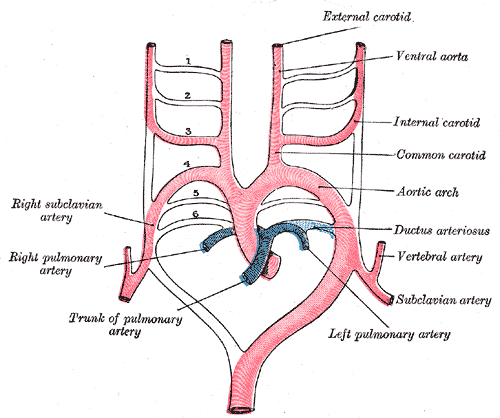 This is a schematic drawing of the aortic arches and their arterial destinations.