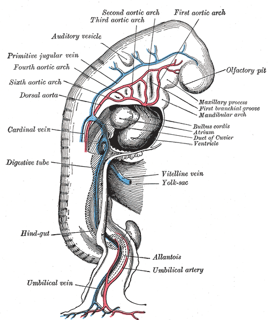 This is a drawing of a profile view of a human embryo estimated at twenty or twenty-one days old. The six aortic arches are identified.