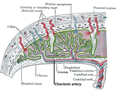 This is a schematic drawing of a chorionic artery. It shows the chorionic villi connecting to the maternal vessels.