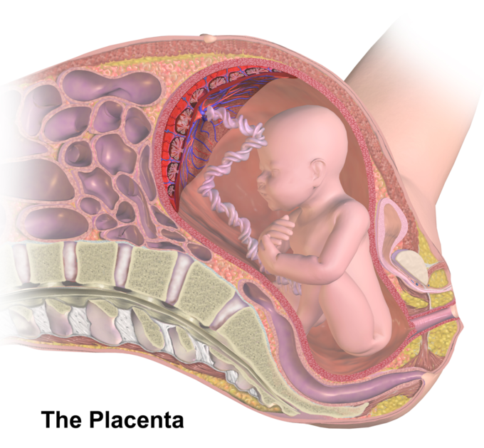 This is a color image illustrating the placenta and chorionic villi. The umbilical cord is seen connecting the fetus to the placenta.
