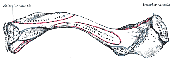 This is a drawing of the left clavicle, viewed from above. Thee muscle attachment sites pectoralis major, subclavius muscle, deltoid, and sterno-hyoid are highlighted.