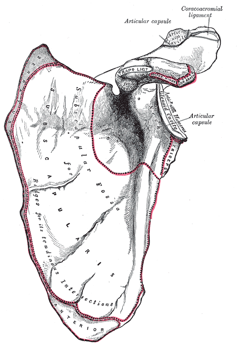 This is a drawing of the costal surface of the left scapula. The subscapular fossia for subscapularis, serratus, pector minor regions are highlighted.