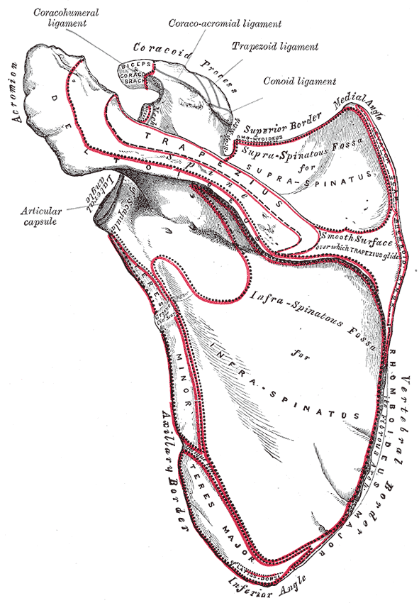 This is a drawing of the dorsal surface of the left scapula. It highlights the supraspinatus and infraspinatus muscles, spine, teres major, and teres minor regions.