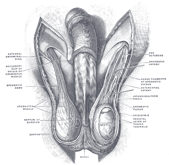This diagram of the male reproductive organs indicates the vas deferens, spermatic artery, nerve filaments of spermatic plexus, deferential artery, epididymis, infundibuliform fascia, parietal layer of tunica vaginalis, testicle, scrotum, raphe, dartos, cremaster muscle, septum of scrotum, spermatic cord, accessory slip of origin of cremaster muscle, and external abdominal ring.