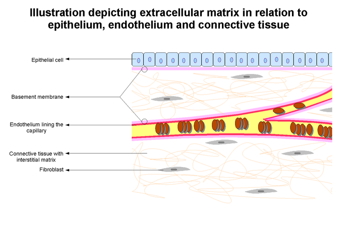 This is a diagram of the extracellular matrix. It shows the spatial relationship between the blood vessels, basement membranes, and interstitial space between structures.