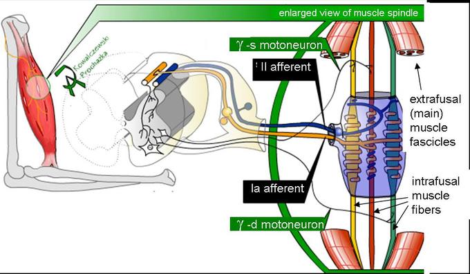 This is a drawing of a mammalian muscle spindle. It shows a typical position in a muscle (left), neuronal connections in spinal cord (middle), and expanded schematic (right). The spindle is a stretch receptor with its own motor supply consisting of several intrafusal muscle fibers. The sensory endings of a primary afferent and a secondary afferent coil around the non-contractile central portions of the intrafusal fibers.