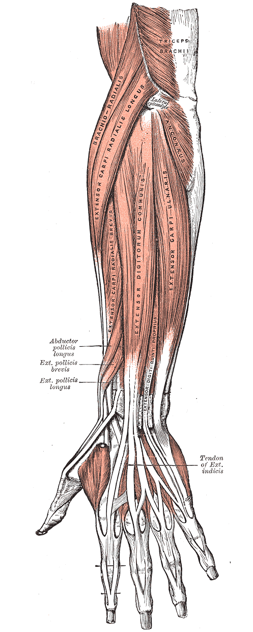 This diagram depicts the anconeus muscle in relation to the triceps brachii, extensor capri ulnaus, and extensor digitorum communis.