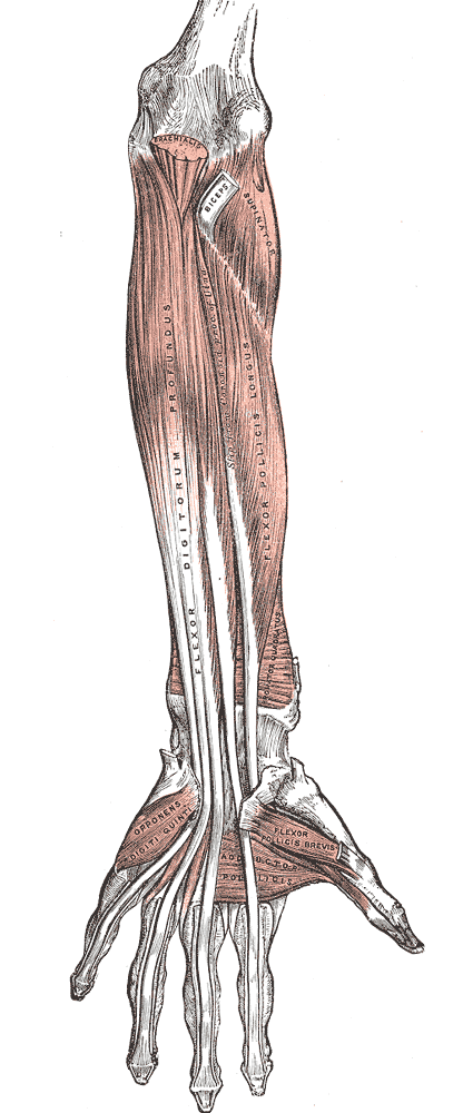 This diagram of the forearm depicts muscles including the flexor digitorum profundus, flexor pollicus longus, biceps, and supinator.