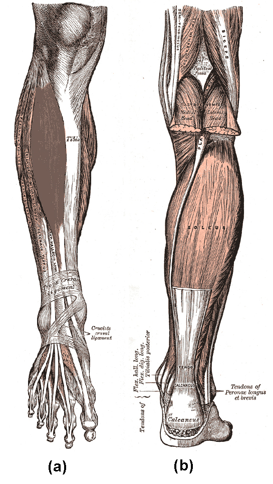 Diagram A depicts the tibialis anterior, tibia, transcrural ligament, and cruciate crural ligament. Diagram B depicts muscles of lower leg, including the soleus.