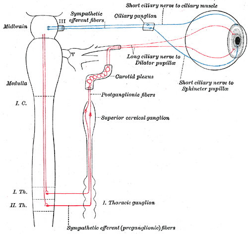 The sympathetic connections of the ciliary and superior cervical ganglia are shown in this digram. The postganglionic fibers travel from the ganglion to the effector organ (an eye in this case).