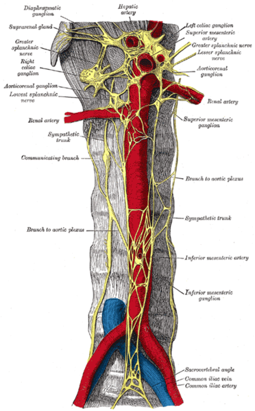 This is a drawing of a cross section of the sympathetic trunk. It shows both the celiac and the hypogastric plexus.