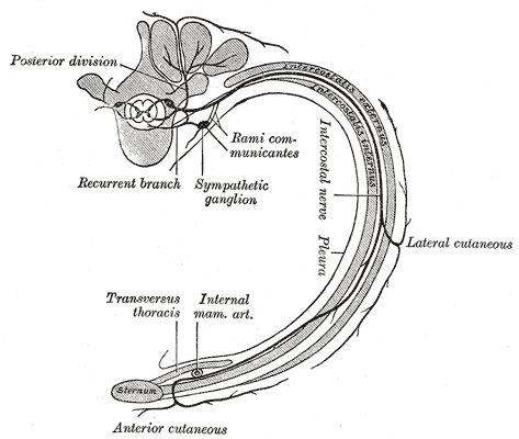 This is a drawing of an intercostal nerve with the sympathetic ganglion identified near the nerve's posterior division.