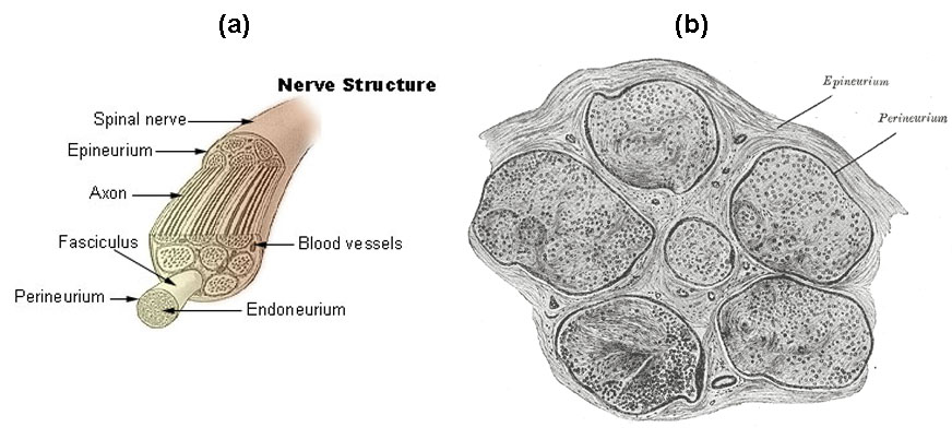 Diagram A shows the primary structures of a nerve. Starting with the outermost wrapping of a spinal nerve, the epineurium, the following structures are inside: axons, blood vessels, the fasciculus, perineurium, and endoneurium. Diagram B is an illustration of a cross-section of a nerve, with the epineurium and perineurium highlighted. Individual axons can also be seen as tiny circles within each perineurium.