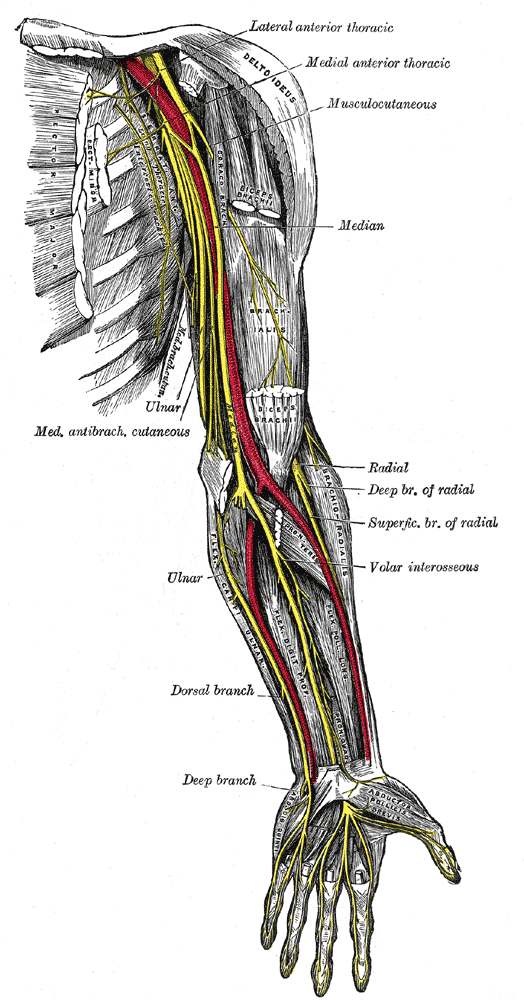This is a drawing of the main nerves of the arm.