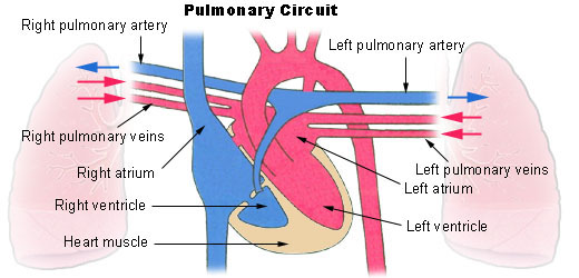 This diagram of the pulmonary circuit indicates the right and left pulmonary arteries, right and left pulmonary veins, left and right atria, left and right ventricles, and heart muscle.