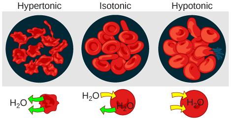 Tonicity affecting red blood cells