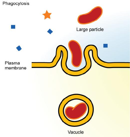 Phagocytosis