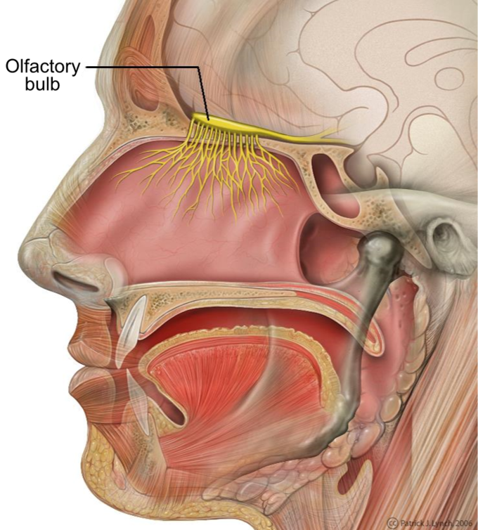 This is a sagittal section view of a human head that displays the olfactory bulb.