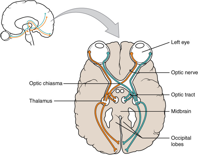 This is an illustration of the brain that highlights the optic nerve and optic tract. It shows how the eyes are connected to the optic nerve and optic tract, with these nerves moving back into the brain by crossing in the optic chiasm and connecting to the midbrain and occipital lobes.