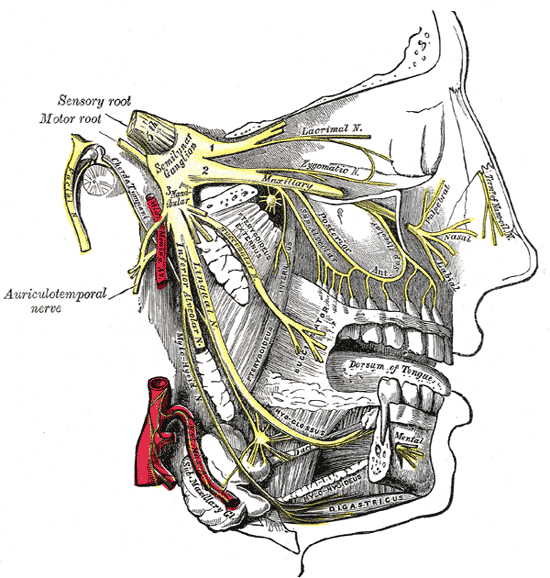 This is a schematic illustration of the trigeminal nerve (labeled as sensory root in the illustration) that shows the structures it connects to in the face and mouth.