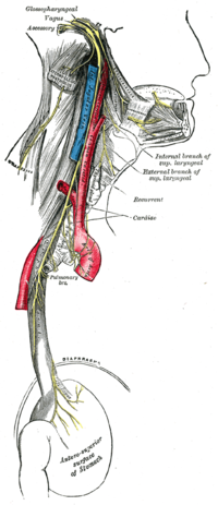 This is a cutaway profile of a head and throat, that shows the accessory nerve. The profile shows how upon exiting the skull via the jugular foramen, the spinal accessory nerve pierces the sternocleidomastoid muscle before terminating on the trapezius muscle.