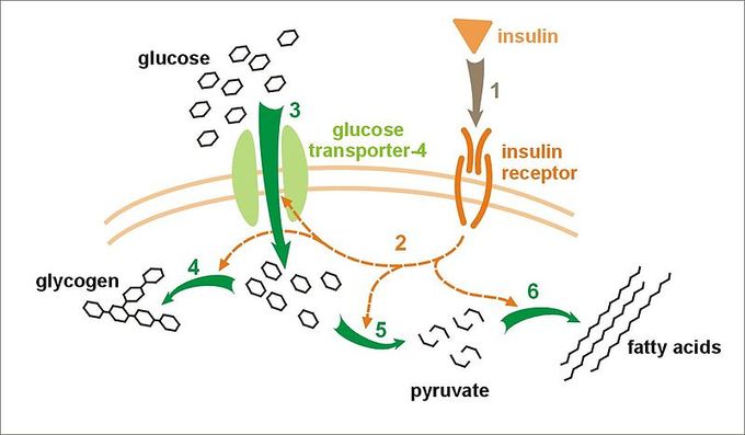 This is a diagram of the effect of insulin on glucose uptake and metabolism. The diagram first shows how insulin binds to its receptor on the cell membrane, which in turn starts many protein activation cascades. These include: the translocation of the glut-4 transporter to the plasma membrane and an influx of glucose, glycogen synthesis, glycolysis, and fatty acid synthesis.