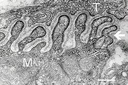 This is an electron micrograph that shows a cross section through the neuromuscular junction. T labels the axon terminal and M labels the muscle fiber. The arrow shows junctional folds with basal lamina. Postsynaptic densities are visible on the tips between the folds. The scale is 0.3 µm.