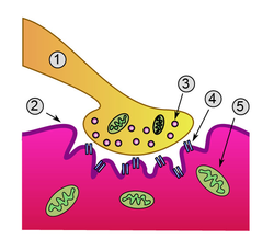 This is a detailed view of a neuromuscular junction. The drawing identifies these parts in the junction: 1) Presynaptic terminal; 2) Sarcolemma; 3) Synaptic vesicle; 4) Nicotinic acetylcholine receptor; 5) Mitochondrion.