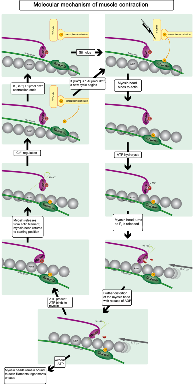 This diagram shows how muscular contraction is caused at the molecular level. A skeletal muscle contracts following activation by an action potential. The binding of acetylcholine at the motor end plate leads to intracellular calcium release and interactions between myofibrils to elicit contraction.