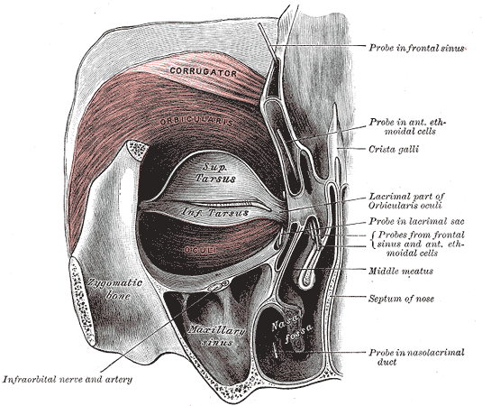 This is an anatomical drawing of the orbicularis oris (eye) muscle. These small motor units may contain only 10 fibers per motor unit. The more precise the action of the muscle, the fewer fibers innervated.