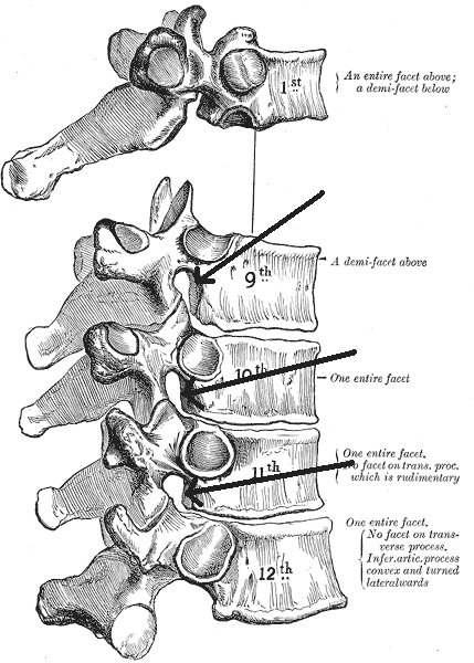 This is a drawing of a spinal column. The intervertebral foramina are depicted as a small opening between every pair of spinal vertebrae, giving passage to the spinal nerve.