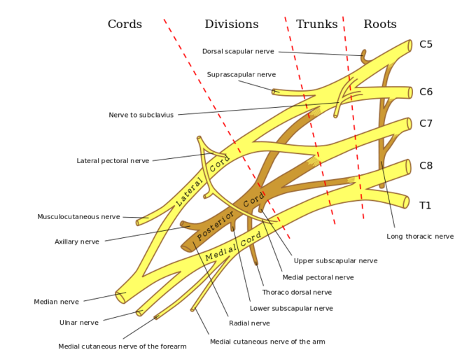 This is a detailed drawing of the brachial plexus. The cervical (C5–C8) and thoracic (T1) nerves are shown to comprise the brachial plexus, which is a nerve plexus that provides sensory and motor function to the shoulders and upper limbs.