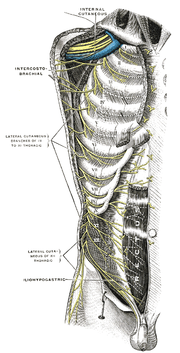 This is an anatomical drawing of the chest, with the bones and nerves exposed. The intercostal brachial nerves are identified and can be seen throughout the region.