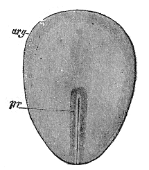 A drawing of a rabbit embryo that identifies the embryonic disc and the primitive streak on it.