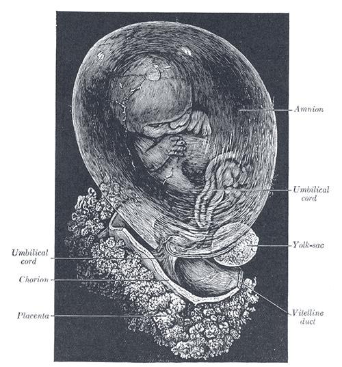 This is a cutaway drawing showing a human fetus in a womb. The fetus is seen enclosed within the amnion.