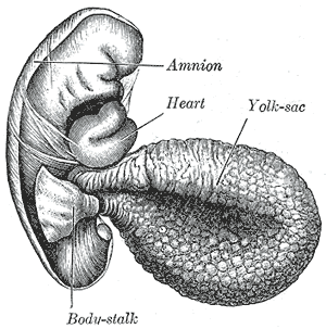 The yolk sac is a membranous sac attached to the embryo that provides nourishment in the form of yolk. In this drawing the yolk sac is off to the right side of the amnion, heart, and body stalk.