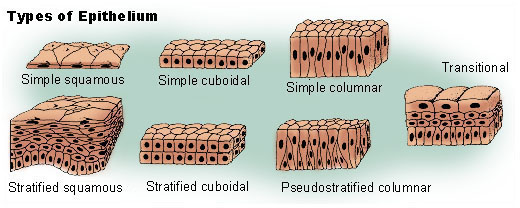 This illustration shows the three principal classifications associated with epithelial cells. Squamous epithelium has cells that are wider than they are tall. Cuboidal epithelium has cells whose height and width are approximately the same. Columnar epithelium has cells taller than they are wide. There are pictures of each of these types of epithelium: simple squamous, simple cuboidal, simple columnar, stratified squamous, stratified cuboidal, pseudostratifed columnar, and transitional.