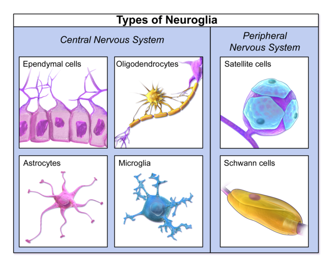 Types of neuroglia found in the CNS and PNS. In the central nervous system, there are ependymal cells, oligodendrocytes, astrocytes, and microglia. In the PNS, there are satellite cells and Schwann cells.