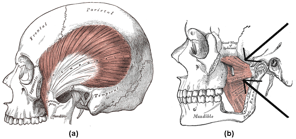 Diagram A depicts the temporalis muscle in relation to regions of the skull including parietal, frontal, zygomatic, mandible, and temporal. Diagram B depicts the location of the lateral pterygoid in relation to the mandible and great wing of sphenoid.