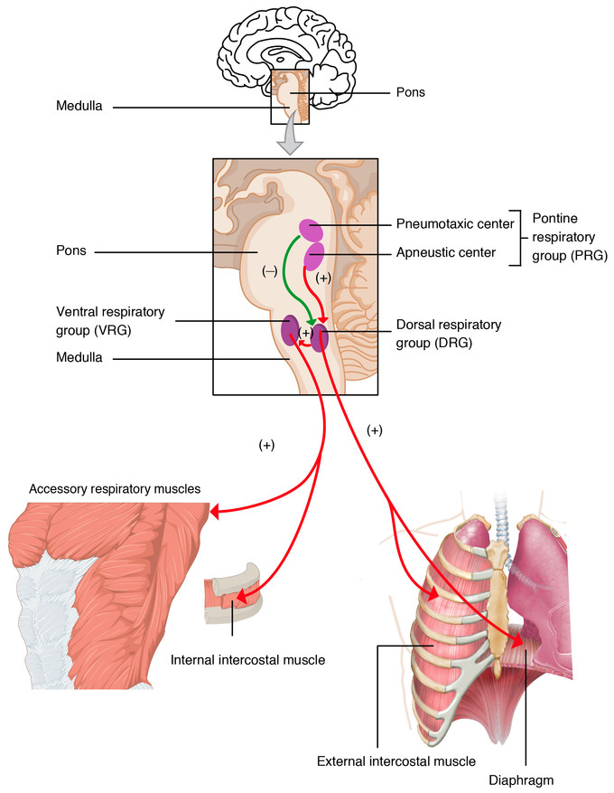 This is a diagram of how the brain translates signals from chemoreceptors, which are the sensors for blood pH, to the medulla and pons, which integrate the information to activate the respiratory muscles.