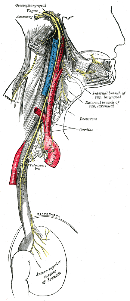This is an illustration of the cardiac and respiratory branches of the vagus nerve. The vagus nerve is the neural pathway for stretch receptor regulation of breathing. This picture shows the vagus nerve starting in the brain and going down and connecting to the stomach.