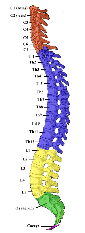 This is a profile view of the spine with its four regions identified. These are called, from the top of the spine to its base, the cervical, thoracic, lumbar, and pelvic regions.