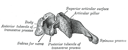 This is a drawing of a lateral view of a typical cervical vertebra. It calls out these features of the vertebral body: the superior articular surface, the articular pillar, spinous process, posterior tubercle of transverse process, sulcus for nerve, and the anterior tubercle of transverse process.