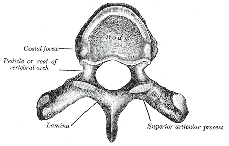 This is a black and white drawing that calls out these features of a typical thoracic vertebra: the costal fovea, pedicle or root of the vertebral arch, lamina, and superior articular process.