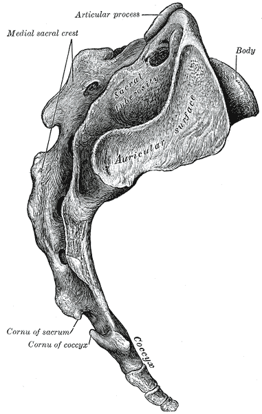 This is a drawing of a coccyx, shown from beneath the sacrum so its tail-like form is displayed.